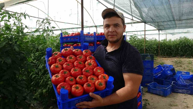 Isparta’da yayla şartlarında domates hasadı başladı