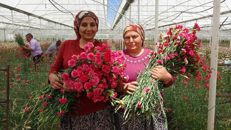 ISPARTA'DA HASADI YAPILAN KARANFİLLER,