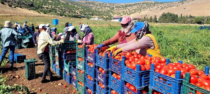 KAHRAMANMARAŞ'IN TÜRKOĞLU İLÇESİNDE 1000