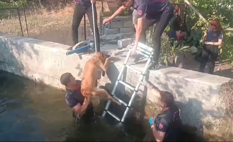 Kahramanmaraş’ta havuza düşen köpek kurtarıldı