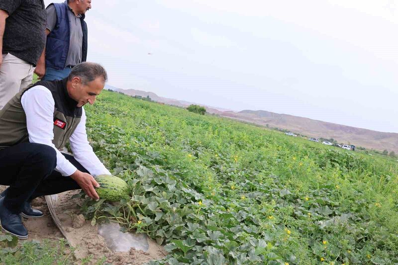 KARS’IN KAVUN VE KARPUZ