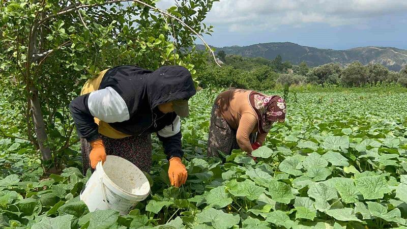 HATAY'DA HASADI YAPILMAYA BAŞLANAN