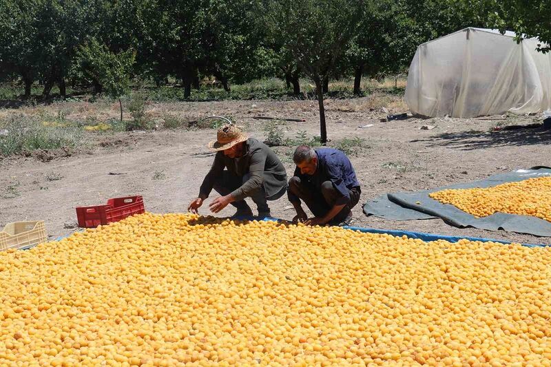 MALATYA KAYISISINDA HASAT DEVAM