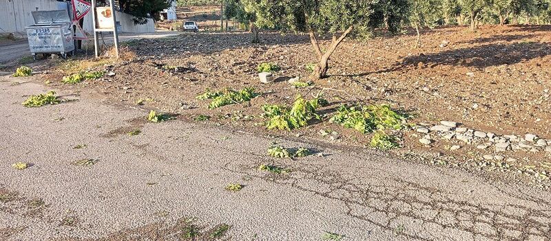 Kilis’te sağanak zeytin ve fıstık ağaçlarına zarar verdi