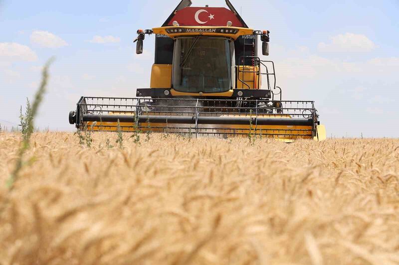 Konya’da buğday rekoltesinde düşüş