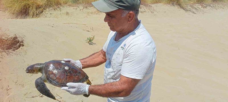 Kuşadası’nda 2 yeşil deniz kaplumbağası ölü bulundu