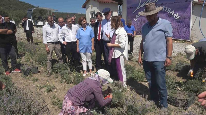 NİDA OLÇAR'IN LAVANTA BAHÇESİNDE