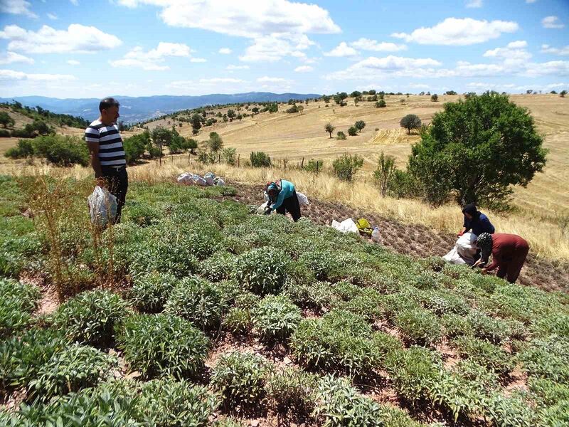 KÜTAHYA'NIN ADAÇAYI ÜRETİM MERKEZİ