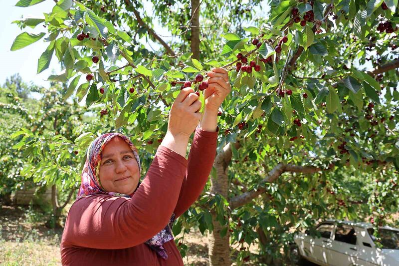 ADANA’NIN TOROSLARINDA DOĞASI, KELEBEKLERİ,