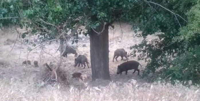 Malatya’da domuz sürüleri görüntülendi