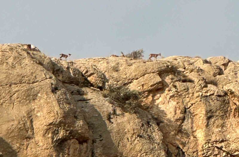 MALATYA'DA NESLİ TEHLİKE ALTINDA