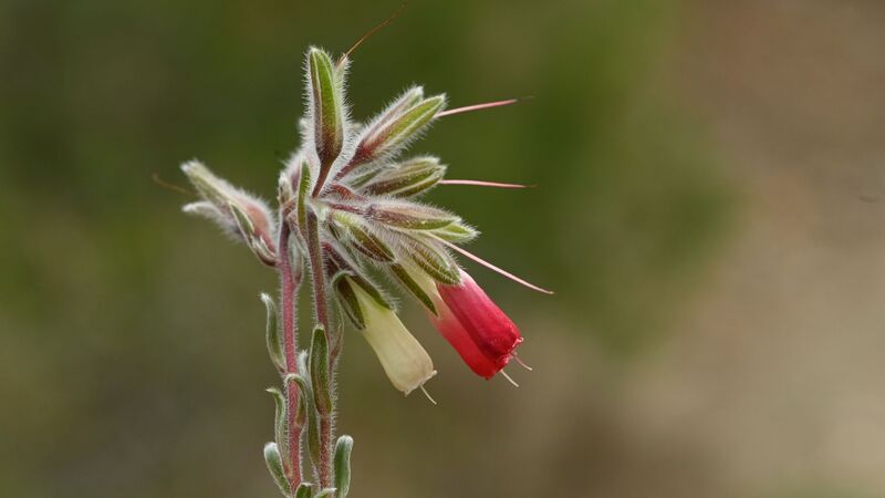 EGE ÜNİVERSİTESİ BOTANİK BAHÇESİ