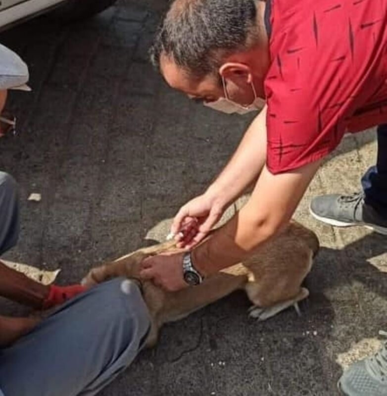 Nazilli’de sahipli kedi ve köpeklerin kayıt işlemleri sürüyor