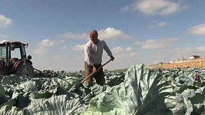 Niğde’de turfanda lahana hasadına başlanıldı