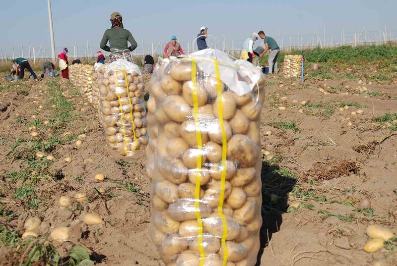 PATATES ÜRETİNDE TÜRKİYE’DE İLK