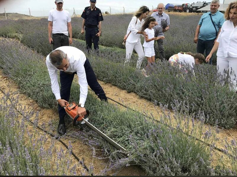 PAŞALİMANI ADASI'NDA LAVANTA HASADI