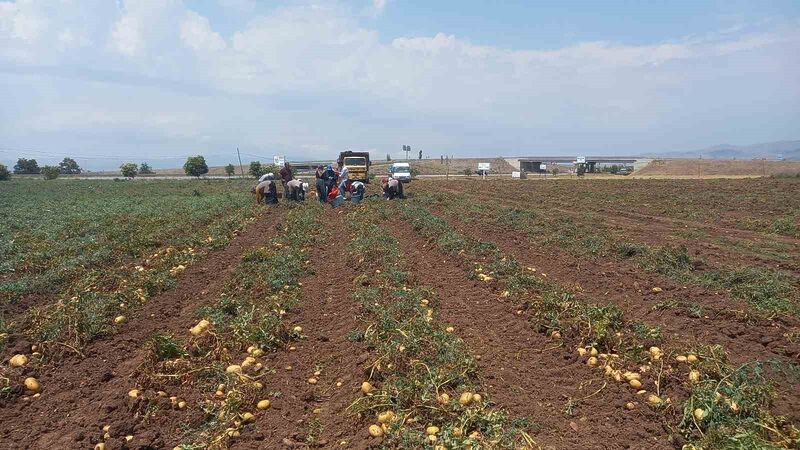 Sandıklı’da 40 bin dekar alanın üzerinde ekimi yapılan patates hasatı başladı