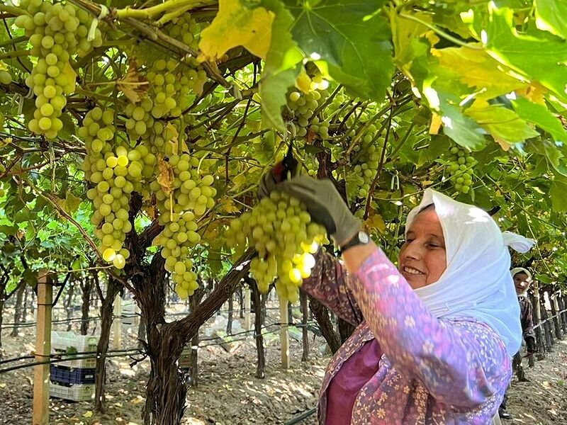 Sarıgöl’de üzüm hasadı başladı