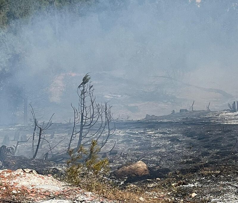 Sinop’ta orman yangını