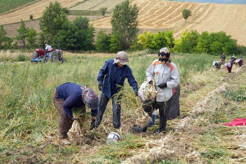 KASTAMONU’NUN TAŞKÖPRÜ İLÇESİNDE AVRUPA