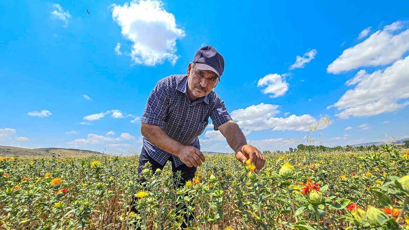 TOKAT’TA ÇİFTÇİLİK YAPAN HALİL