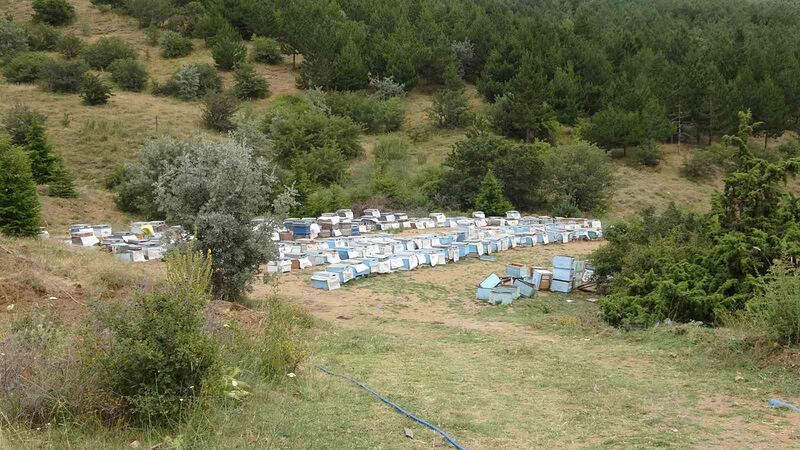 Türkiye’nin ilk milli parkında “Bal Ormanı” oluşturuldu