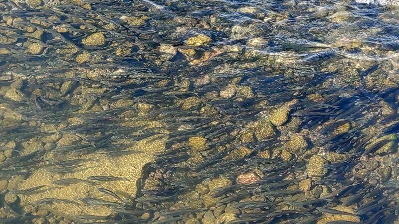 Yavru inci kefallerinin Van Gölü’ne dönüş göçü başladı