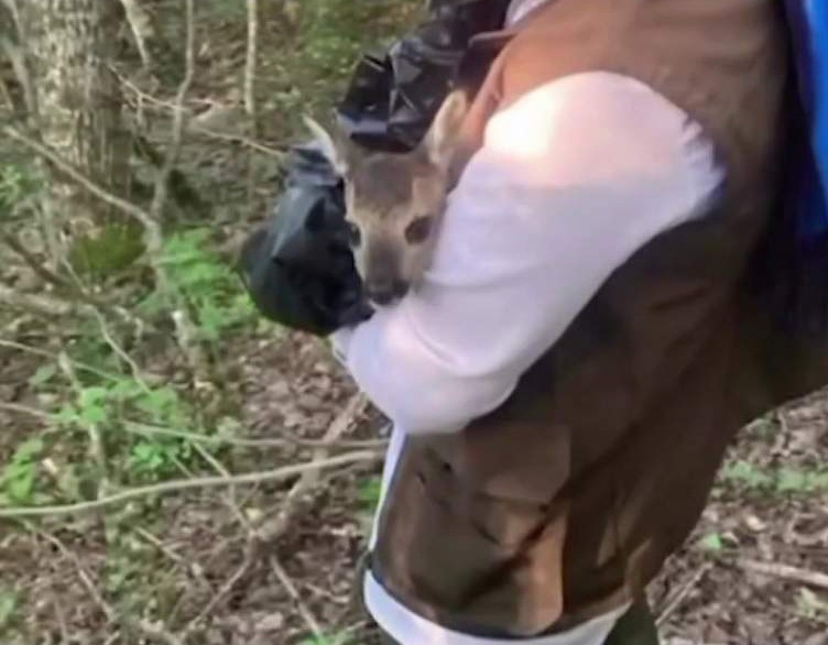 Yolunu kaybeden yavru karaca doğaya bırakılarak annesine kavuştu