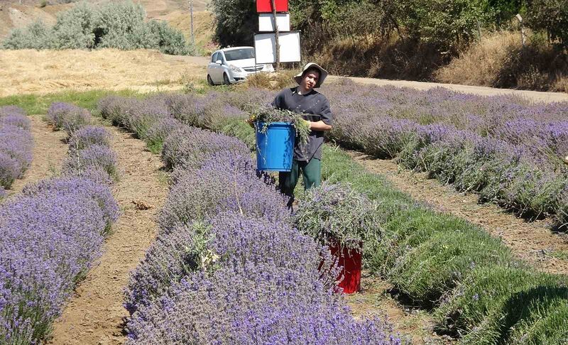 YOZGAT’TA HUBUBATA ALTERNATİF OLARAK