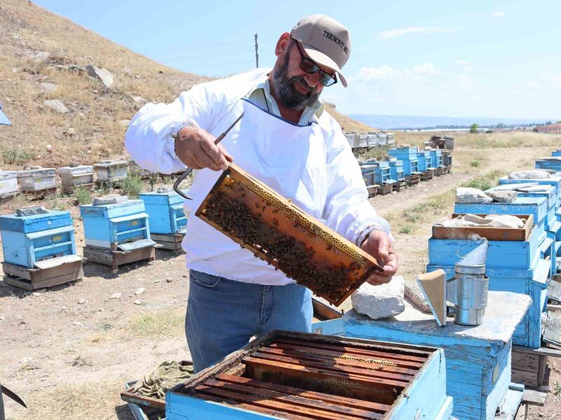 Yükselen hava sıcaklıkları bal üretiminde verimi düşürdü