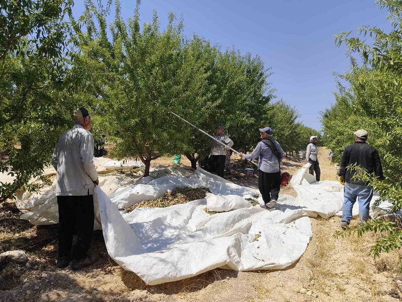 BADEM DİYARI ADIYAMAN'DA BADEM