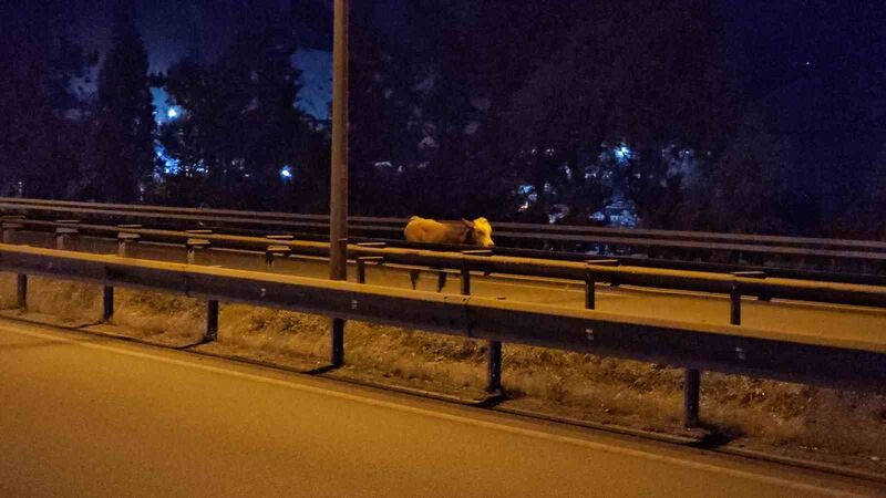 Ahırdan kaçan büyükbaş hayvan trafiği tehlikeye soktu