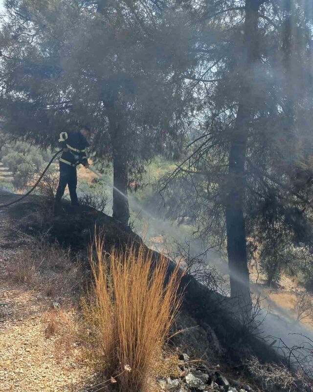 HATAY’DA ORMANLIK ALANDA ÇIKAN