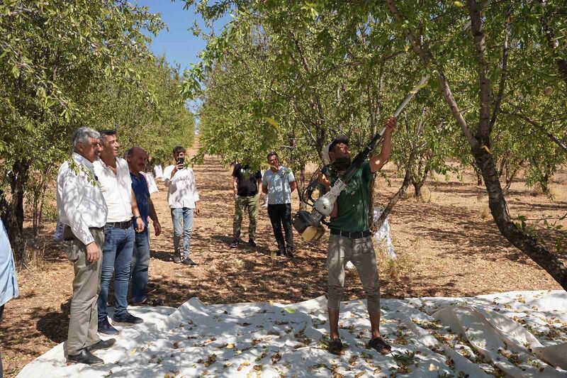 Başkan Hallaç, badem hasadına katıldı