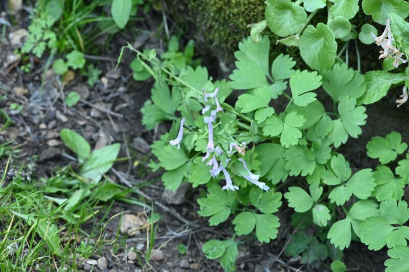 EGE ÜNİVERSİTESİ BOTANİK BAHÇESİ