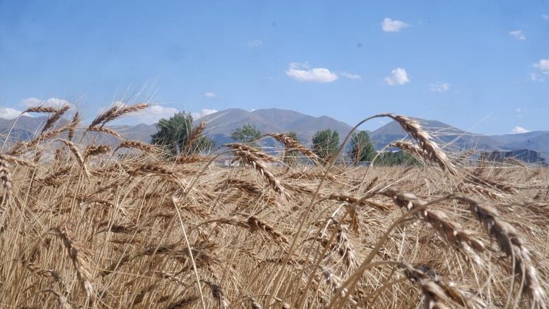 TARIM VE ORMAN BAKANLIĞINCA