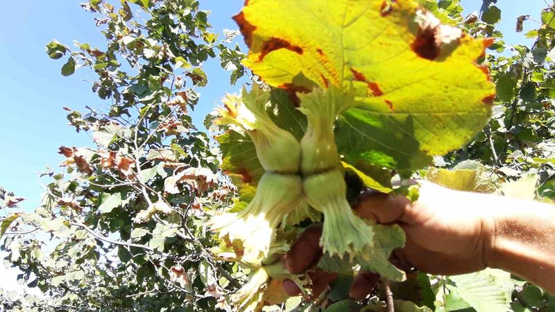 BOLU’NUN MUDURNU İLÇESİNE BAĞLI