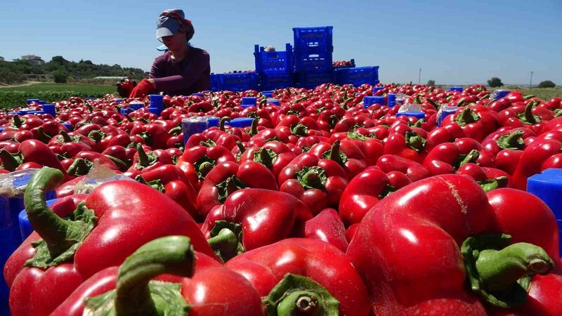 ÇANAKKALE, 100 BİN DÖNÜM