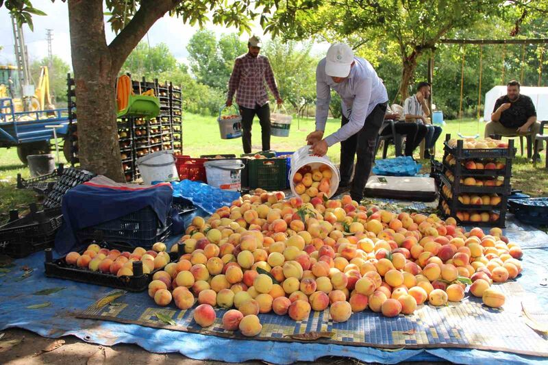 SAMSUN’UN ÇARŞAMBA İLÇESİNDE ŞEFTALİ