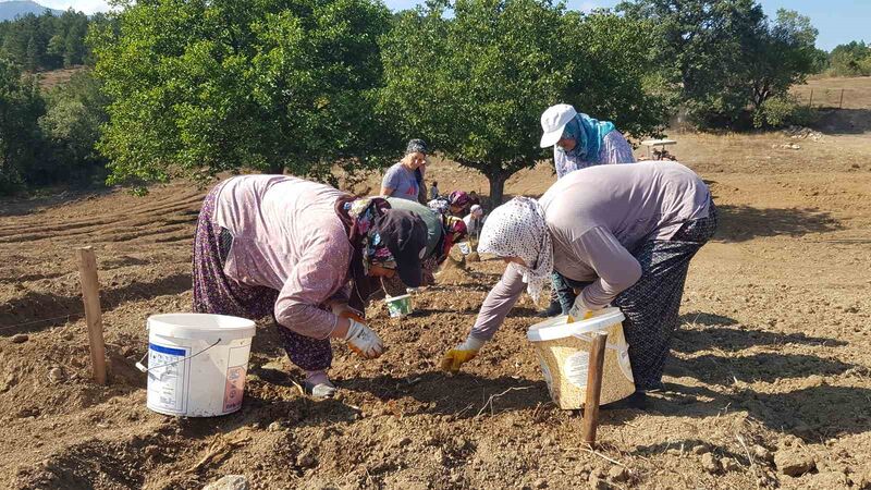 “Dünyanın en pahalı baharatı” toprakla buluşturuldu