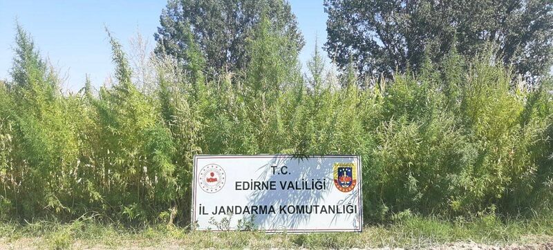 Edirne’de tarlada 159 bin kök kenevir ele geçirildi