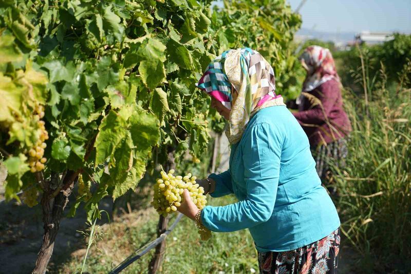 ERKEN HASAT KURU ÜZÜMDE