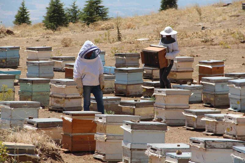 Erzincanlı arıcıların “tatlı” hasat telaşı başladı