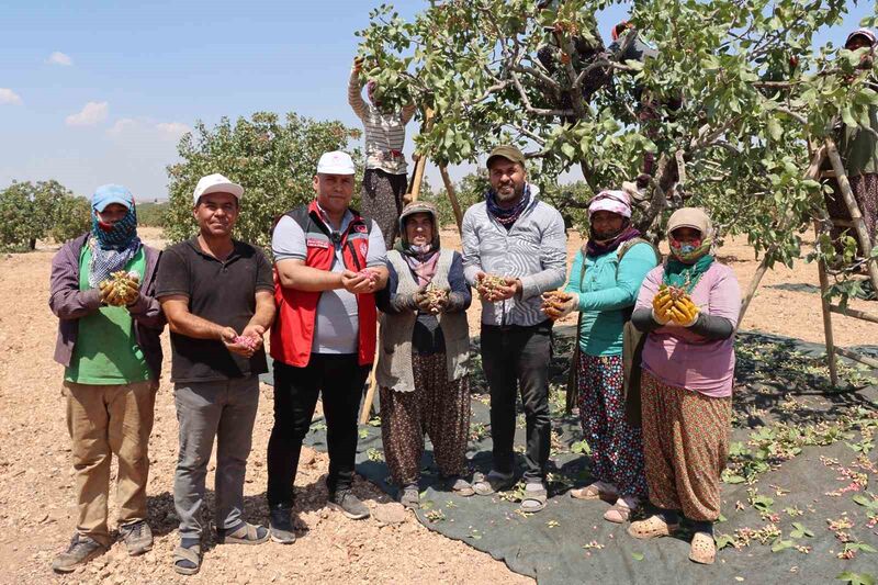 Gaziantep’te baklavalık boz Antep fıstığı hasadı başladı