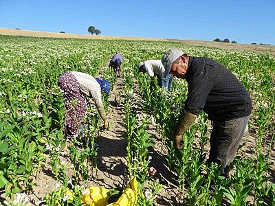 Hisarcık’ta tütün ekimi azaldı