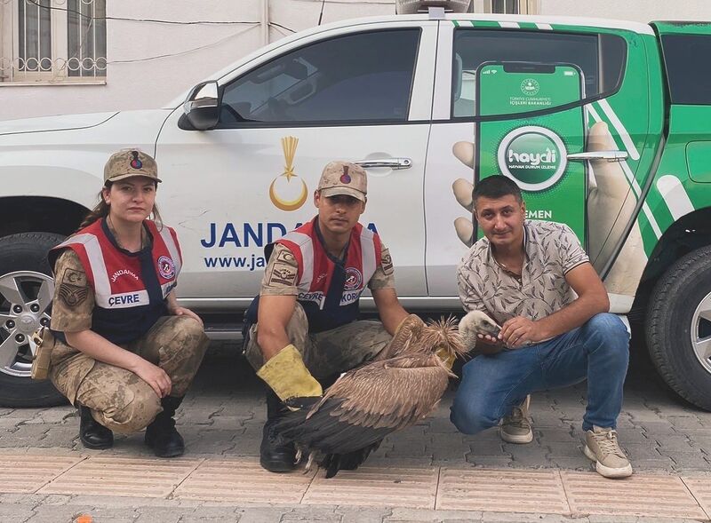 Jandarmadan yaralı akbabaya şefkat eli