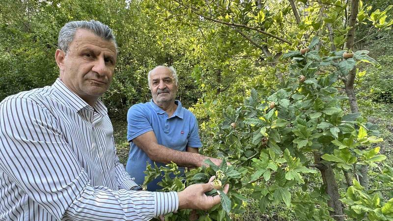 Japonya’nın muşmula meyvesi Yüksekova’da yetişti