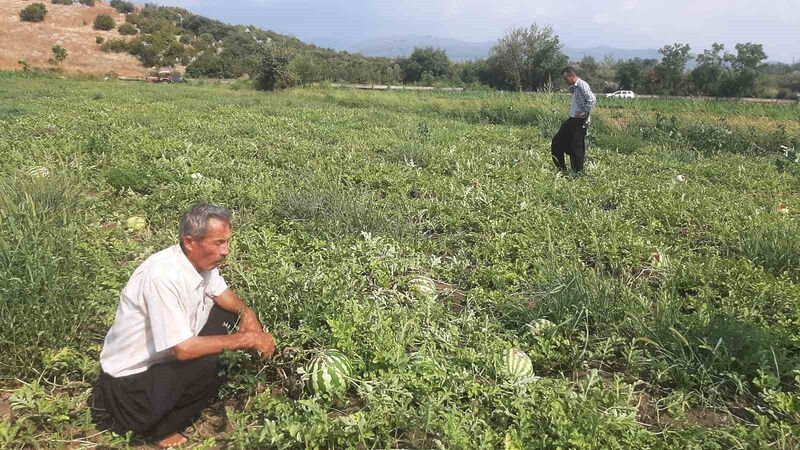 Karpuz tarlasını hasat etmeye giden çiftçiye ‘Karga’ şoku