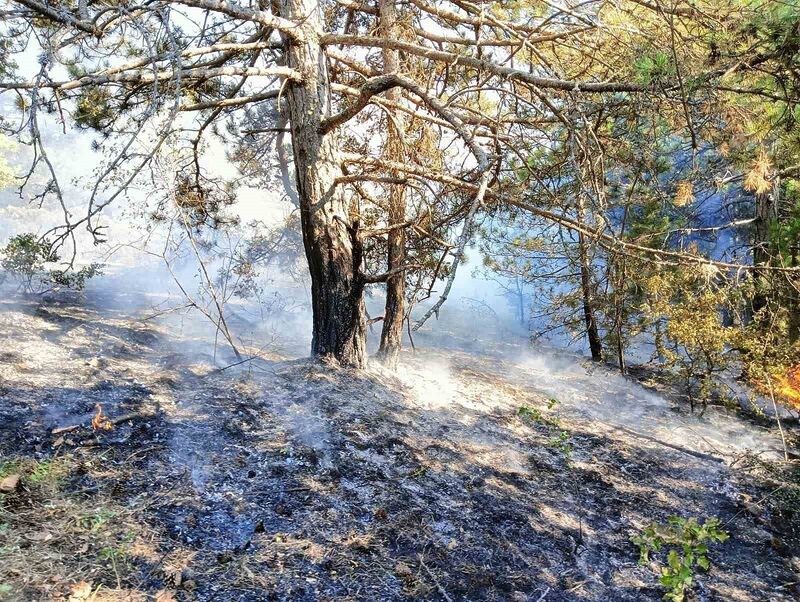 KASTAMONU'NUN DADAY İLÇESİNDE ORMANLIK