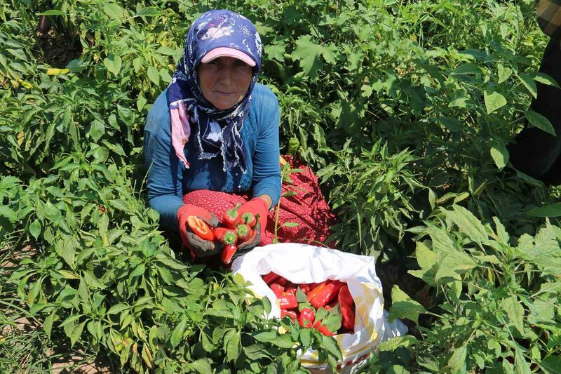 HATAY’DA KAVURUCU SICAKTA 600